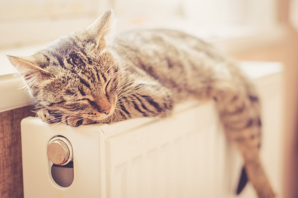 Das Bild zeigt eine Katze, die sich entspannt auf einem Heizkörper ausstreckt und schläft.